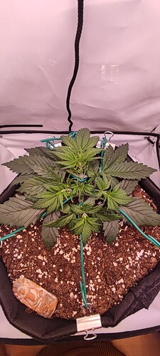 IMG_20230411_232738_113048