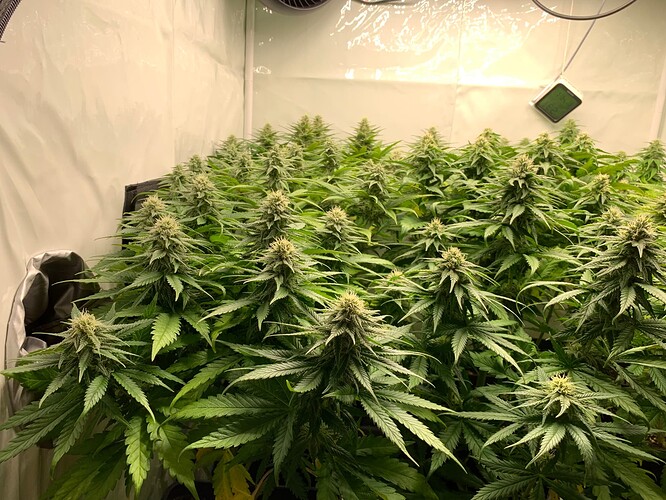 Growreport Bild 5