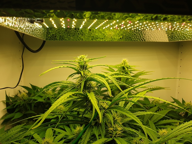 Growreport Bild 3