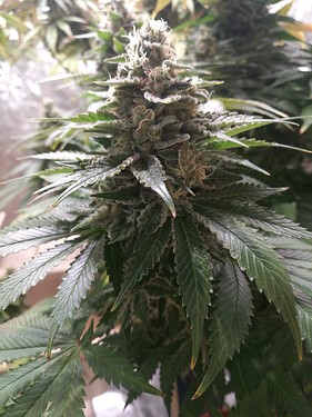 Growreport Bild 7