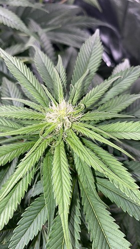 Growreport Bild 17