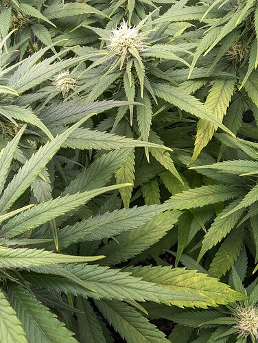 Growreport Bild 6