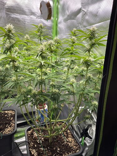Growreport Bild 31