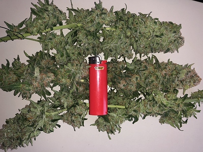 Growreport Bild 3
