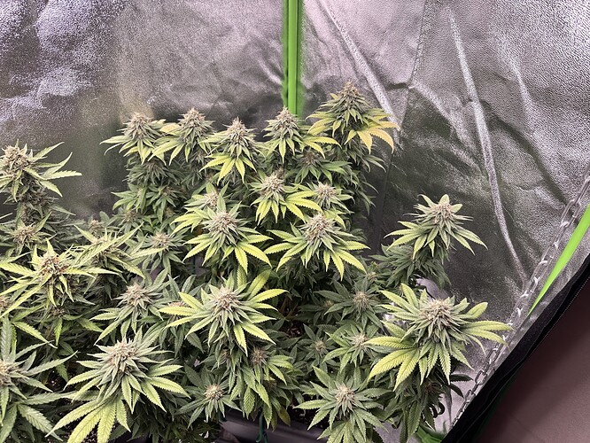 Growreport Bild 3