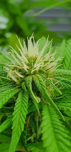 Growreport Bild 4