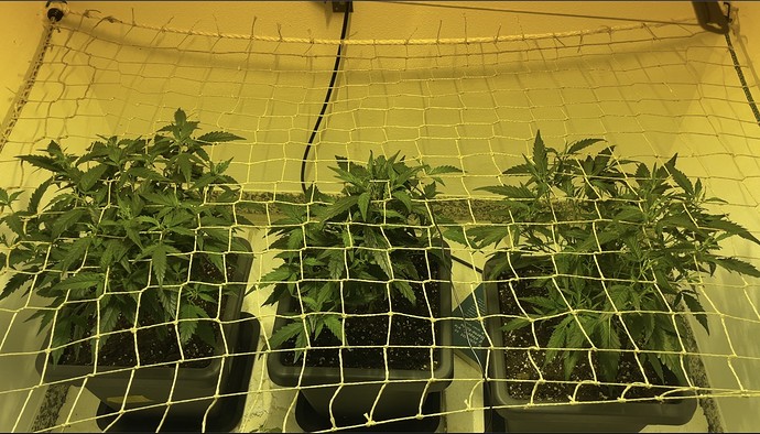 Growreport Bild 12