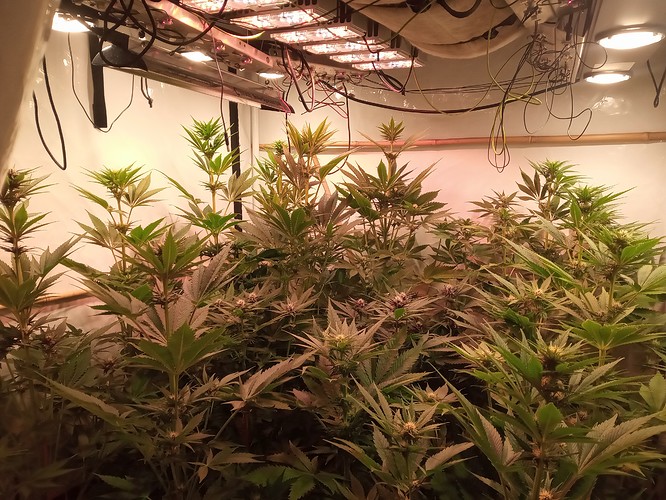 Growreport Bild 50