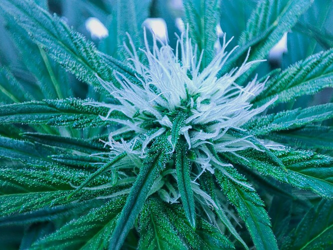 Growreport Bild 50