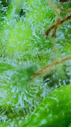 Growreport Bild 9