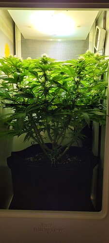 Growreport Bild 3