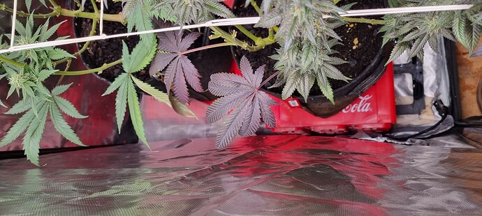 Growreport Bild 71