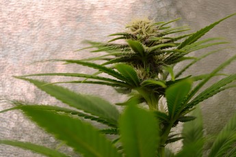 Growreport Bild 4