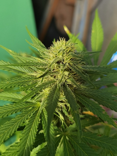 Growreport Bild 7