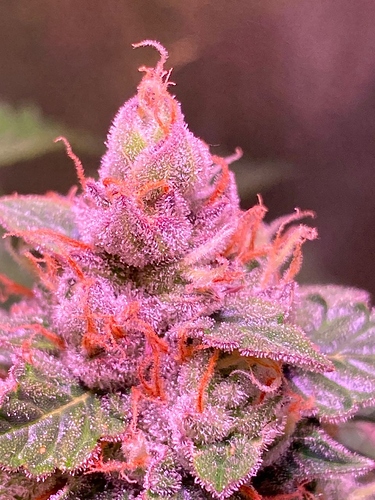 Growreport Bild 50