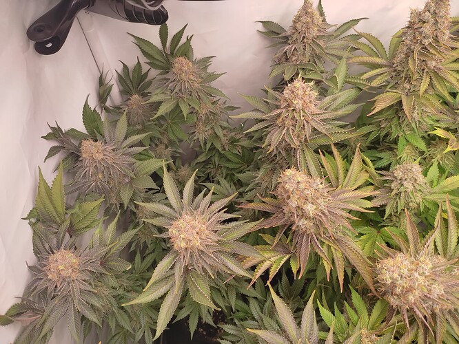 Growreport Bild 15