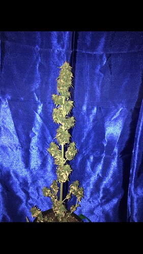 Growreport Bild 1