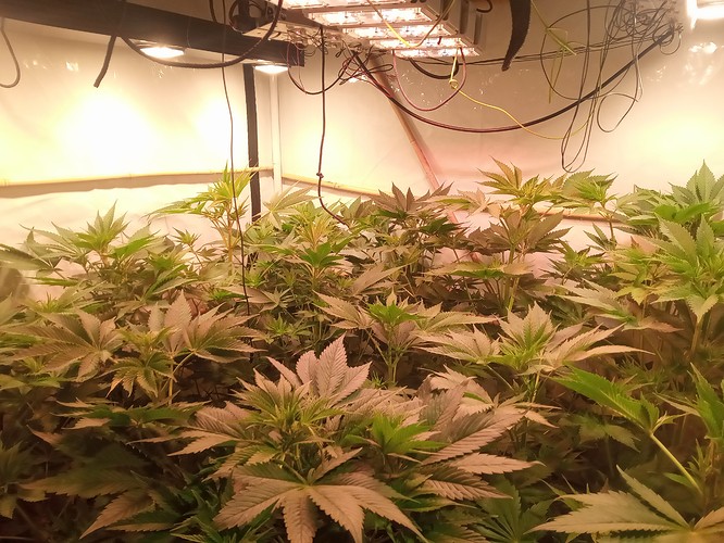 Growreport Bild 12