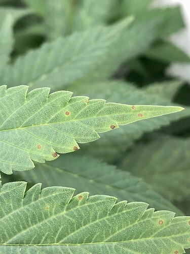 Growreport Bild 1