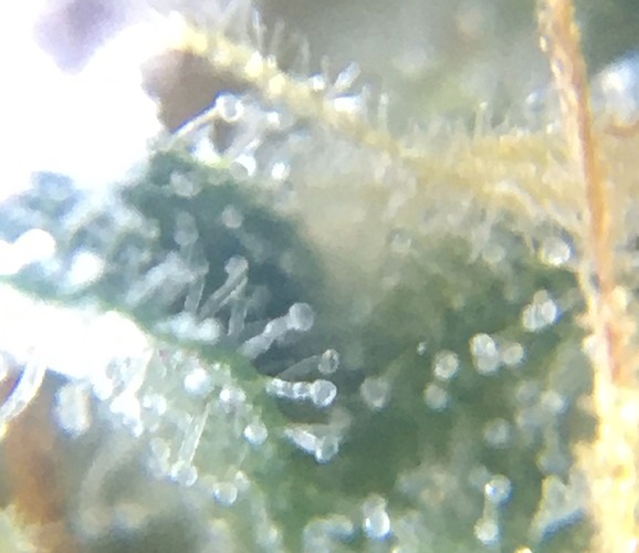 Growreport Bild 6