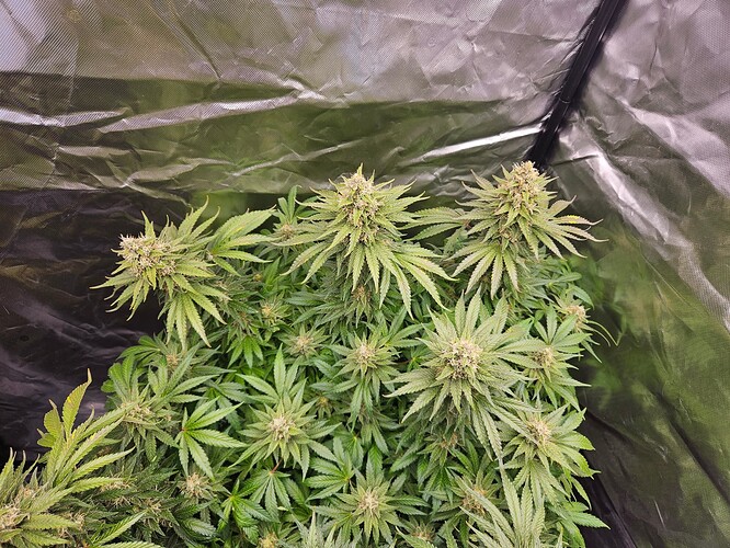 Growreport Bild 38