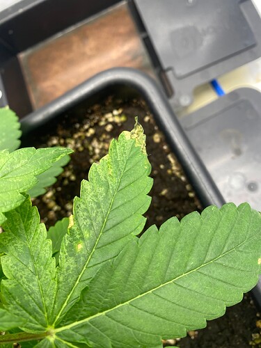 Growreport Bild 4