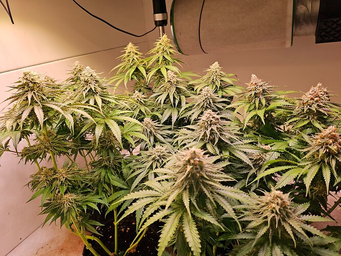 Growreport Bild 32