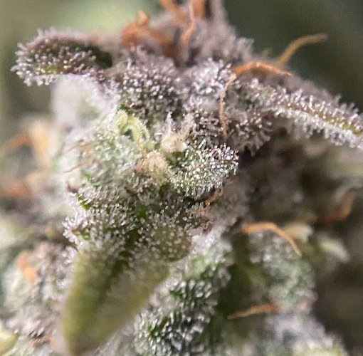 Growreport Bild 12