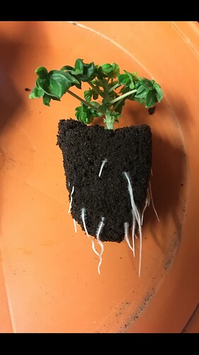 Growreport Bild 1