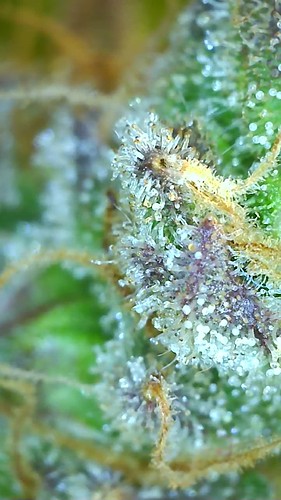 Growreport Bild 12