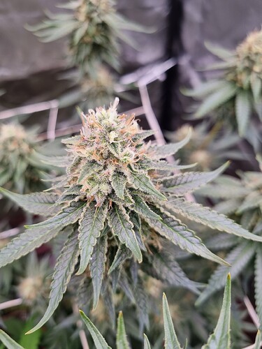 Growreport Bild 11
