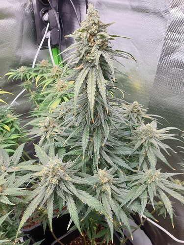 Growreport Bild 8