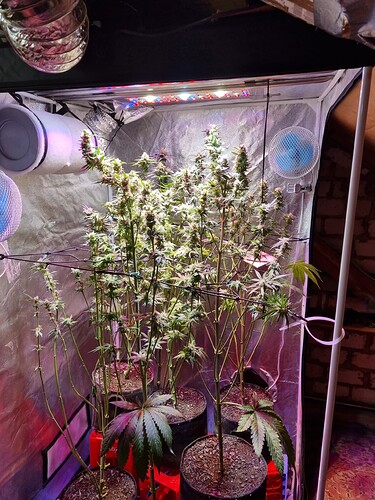 Growreport Bild 13