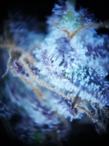Mimosa_240119-11