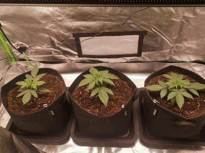 Growreport Bild 2