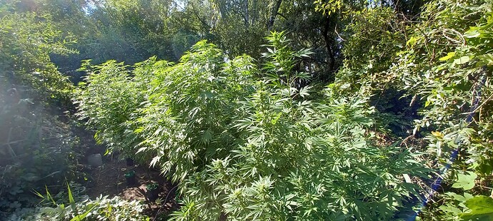 Growreport Bild 1