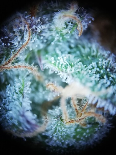 Mimosa_240102-5