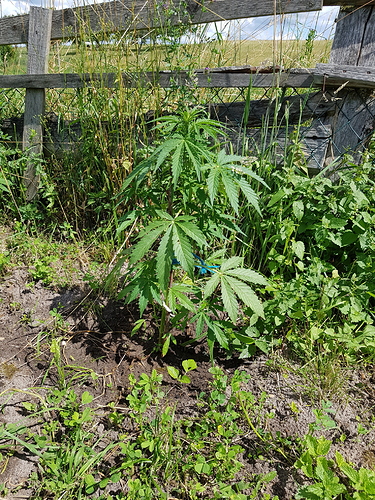 Growreport Bild 10