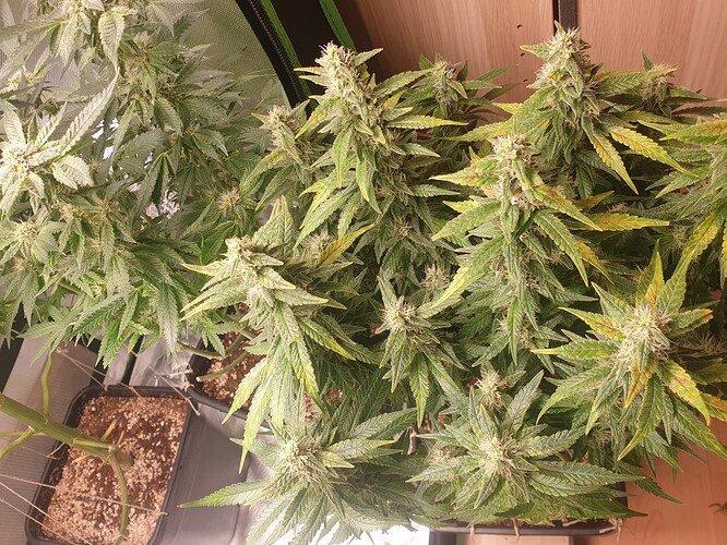 Growreport Bild 9