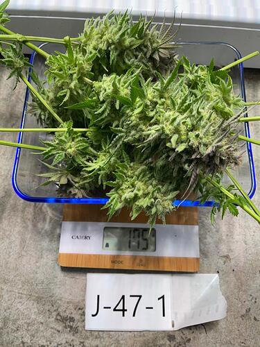 Growreport Bild 7
