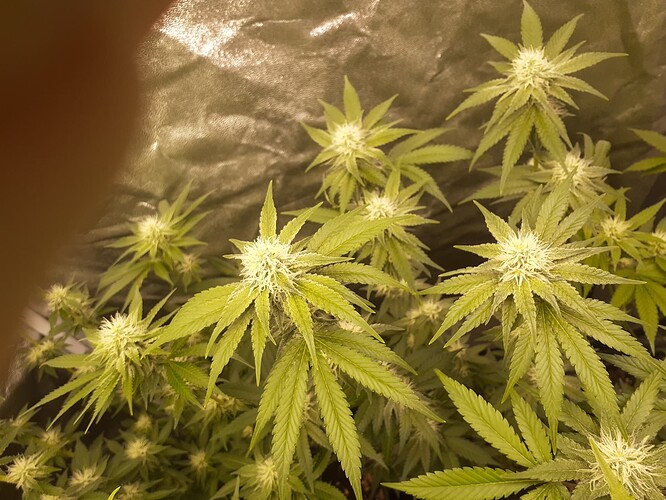 Growreport Bild 5