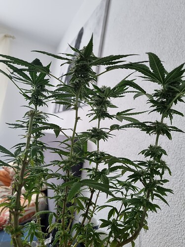 Growreport Bild 2