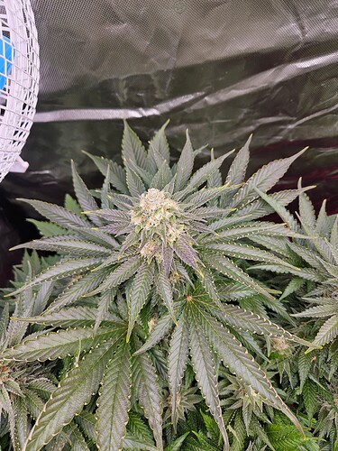 Growreport Bild 20