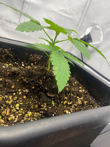 Growreport Bild 1