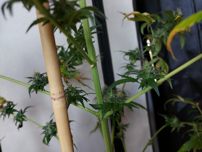 Growreport Bild 4