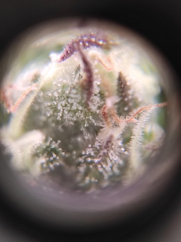 Growreport Bild 7