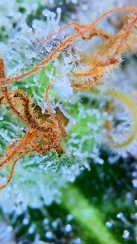 Growreport Bild 35