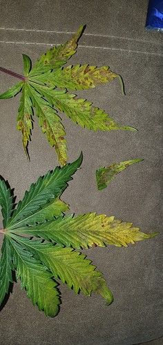 Growreport Bild 4