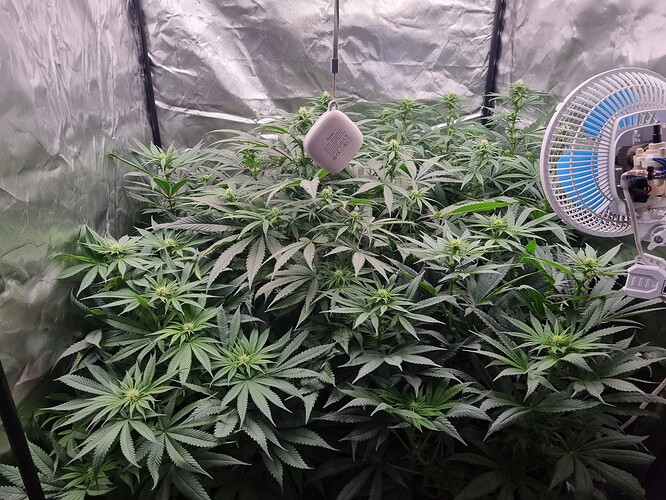 Growreport Bild 42