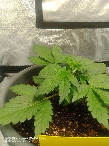 Growreport Bild 5